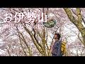 【お伊勢山】圧巻!満開の桜に包まれる、春の尾根歩き【山ごはん:浅漬け茶漬け】_2026.04.05