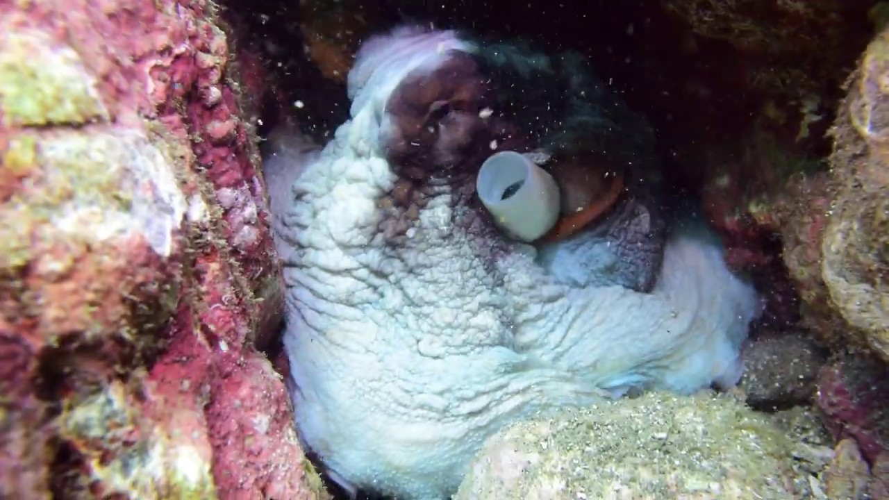 1906 巨大ワモンダコ 南伊豆 ヒリゾ浜シュノーケリング Dsc 4438 Youtube 1906 巨大ワモンダコ 南伊豆 ヒリゾ浜シュノーケリング Dsc 4438 Youtube