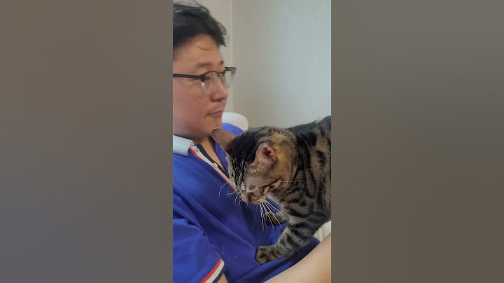 진짜고양이애교