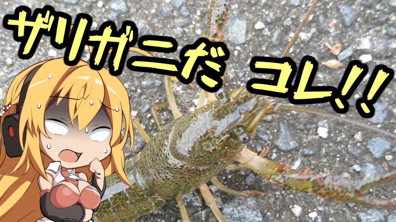 ザリガニ ご注文はエビフライですか Voiceroidキッチン Youtube