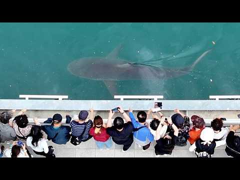 Una multitud observa cómo los equipos de rescate intentan salvar a un tiburón varado en Corea...