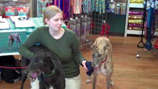 Greyhound Friends of New Jersey visit Cherrybrook in Bedminster NJ