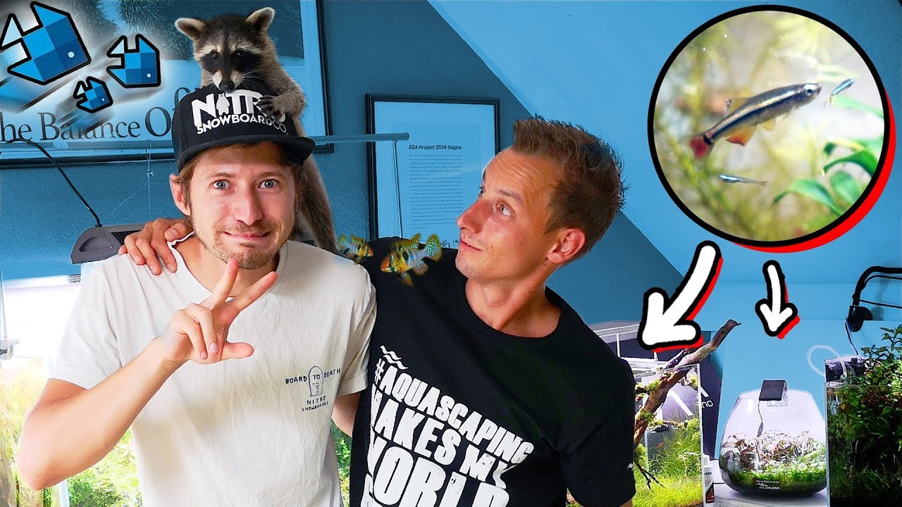 Babyfische in Saschas Aquarium! 😍