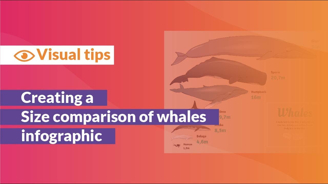 Whale Size Comparison Chart