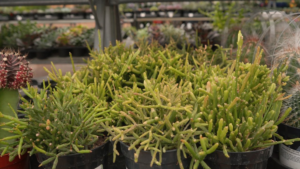 Jungle Cactus @ greengate Garden Centres 