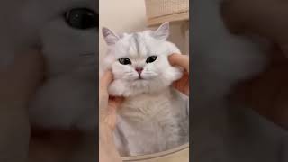 Meet Whiskers The Furry Therapist You Didnt Know You Needed