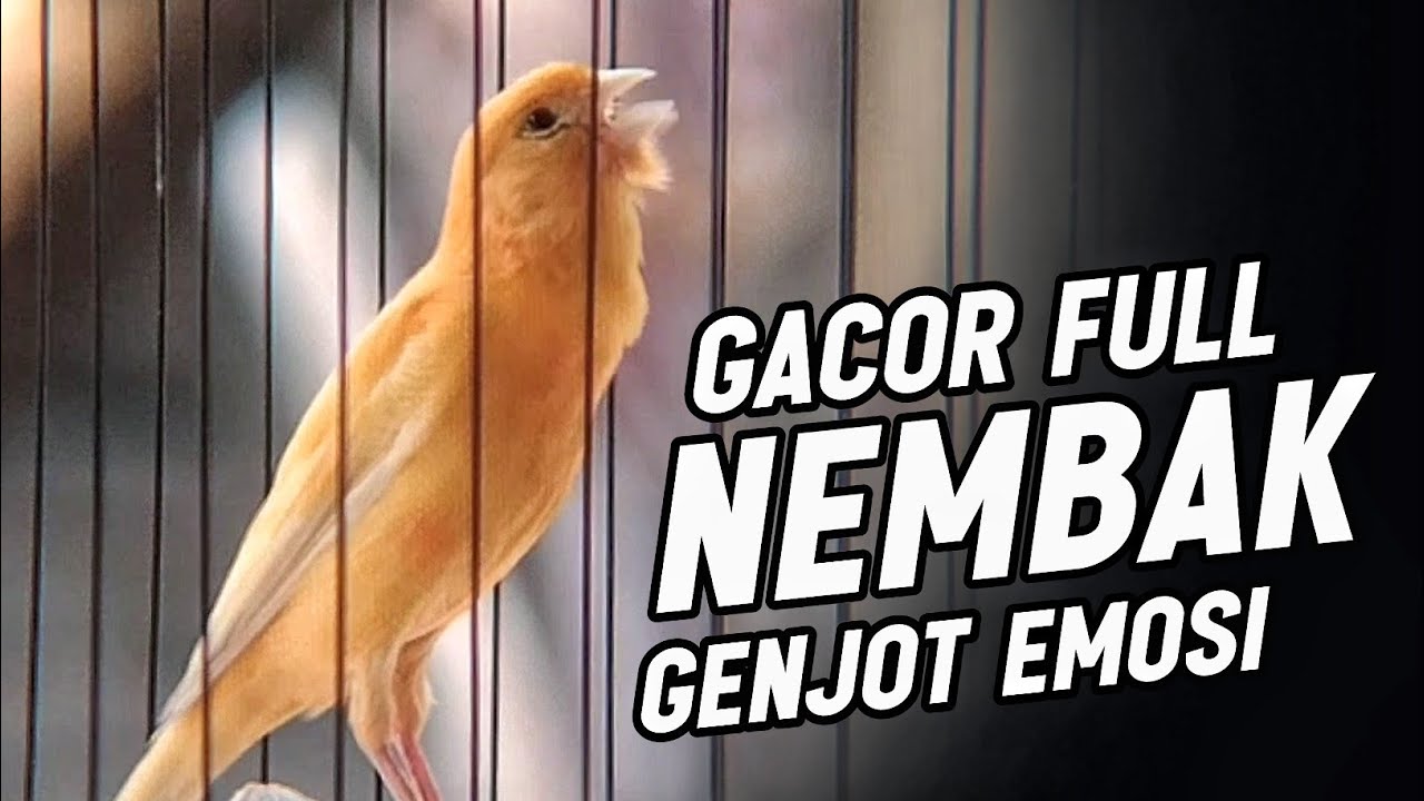 KENARI GACOR PANJANG Emosi Cuit Cuit NGEROL AMPUH utk Pancingan Kenari Paud | Masteran Murai Batu