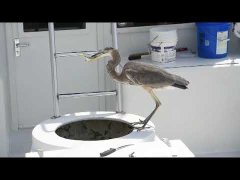 newspaper Great blue heron sneaks some bait fish from the live well of the Destin charter boat Huntress.
