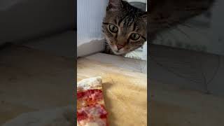 Джонс та піца 🍕 #cat #chat #котики #піца #pizza #