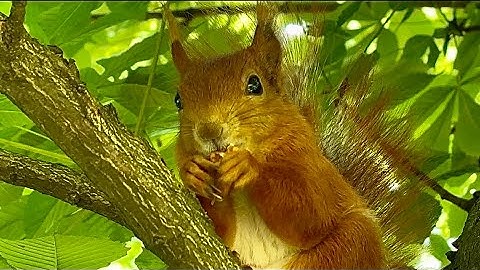 WHY SQUIRRELS’ MEMORY AMAZES SCIENTISTS