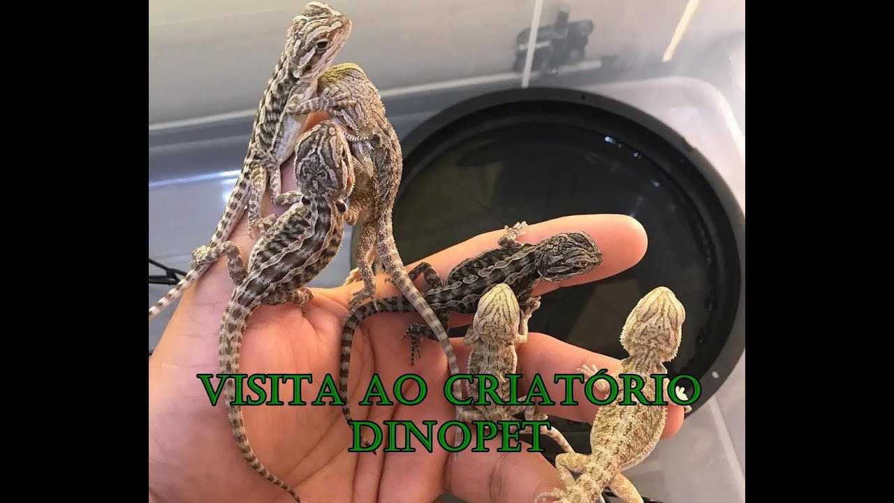 Nossa visita ao criatório DinoPet! | Pogonas e Geckos.