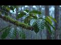 Deep Forest Rain Sounds for Sleeping Instantly 🌧️ No Noise, Pure Nature Ambience Sleep & Relaxation