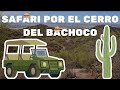 SAFARI POR EL CERRO DEL BACHOCO