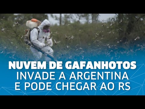 Nuvem de gafanhotos invade províncias argentinas e pode chegar ao Rio Grande do Sul