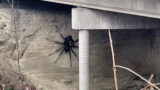 Giant spider under a Vancouver Bridge. Arachnophobia beware of this art installation Spider Infested Bridge