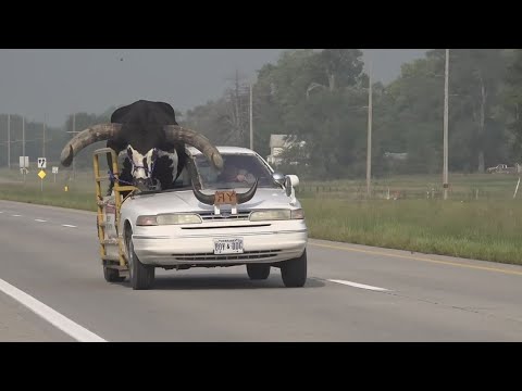 Video: Bull rides shotgun in car