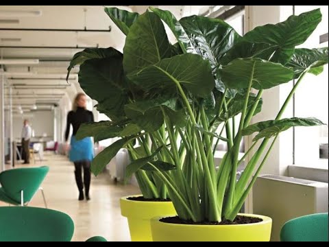 Видео: Комнатное растение слоновье ухо - Уход за комнатным растением Колоказии