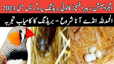 Exhibition Zabra Finches Colony Breeding Progress May 2023 | Mini Zoo