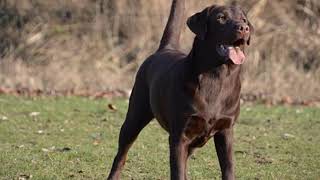 Labrador Retriever History And Information by Elite Dog Nation 53 views 3 years ago 2 minutes, 48 seconds