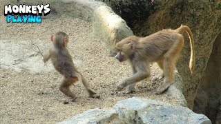 Playful Monkeys Having A Good Time