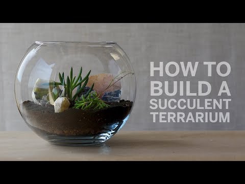 Βίντεο: Οδηγίες Succulent Terrarium - Μάθετε για την καλλιέργεια παχύφυτων φυτών σε Terrarium