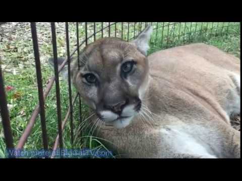 Cougar Sounds 49 Seconds - YouTube