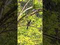 Least Flycatcher #nature #birdwatching #naturelovers #birds #youtubeshorts