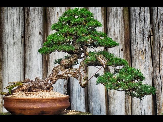 Fukinagashi  Bonsai Style #6
