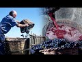 Vino artesano. Proceso tradicional de elaboración y su modernización tecnológica | 1997 | Documental