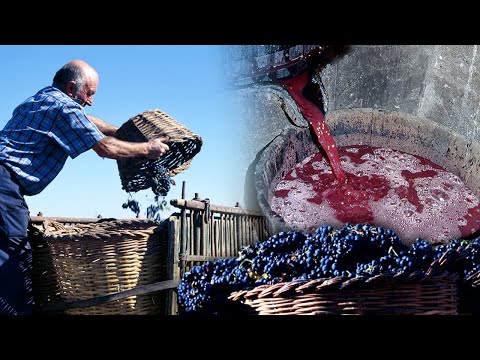 Video: Uvas Giovanni: una popular variedad rusa