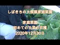 家庭菜園 初めての白菜の収穫 2020年12月30日