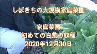 家庭菜園 初めての白菜の収穫 2020年12月30日