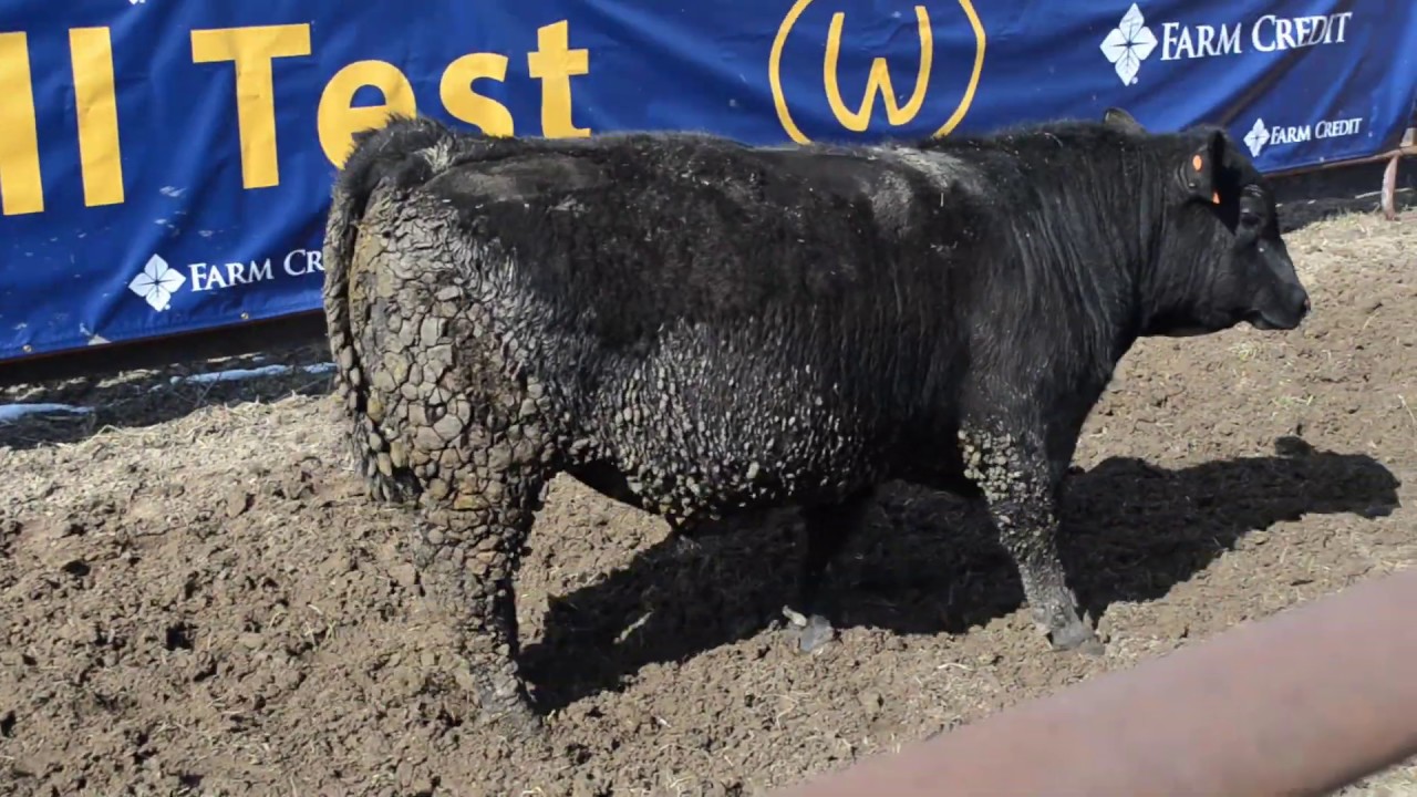 2019 Wardensville Bull Test Tag 242 YouTube