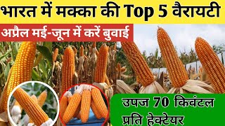 मक्का की 5 बेस्ट किस्में | best maize seeds in india | makka ki top variety | pioneer 3401 makka