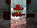 ㊗️20万再生!!中国のネズミ入り唐辛子がこちら…　#shorts