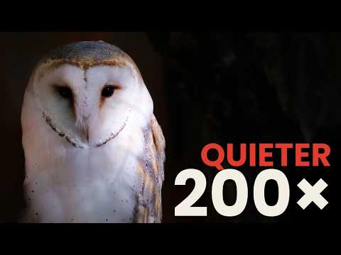 The HIDDEN Reason Owls Fly Silently