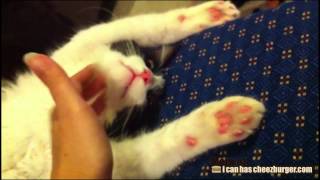 Cheezburger:  One Relaxed Kitty