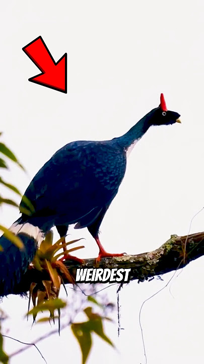 Suara Burung Aneh Banget Sampai Nggak Nyata😨😨