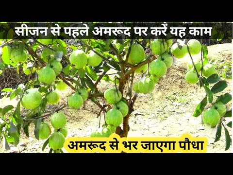 Video: Gvajaves augļu izmantošana: ko darīt ar dārza gvajavām