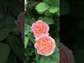 Красивые розы. Плетистая роза Алхимист (3 зона)