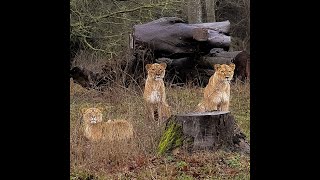 Løver i Knuthenborg Safaripark part 1