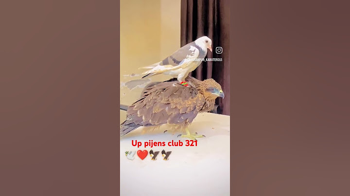 kabutar mare gulel se kabhi baat nahin Marte balak hokar beta baap ki or Nahin karte