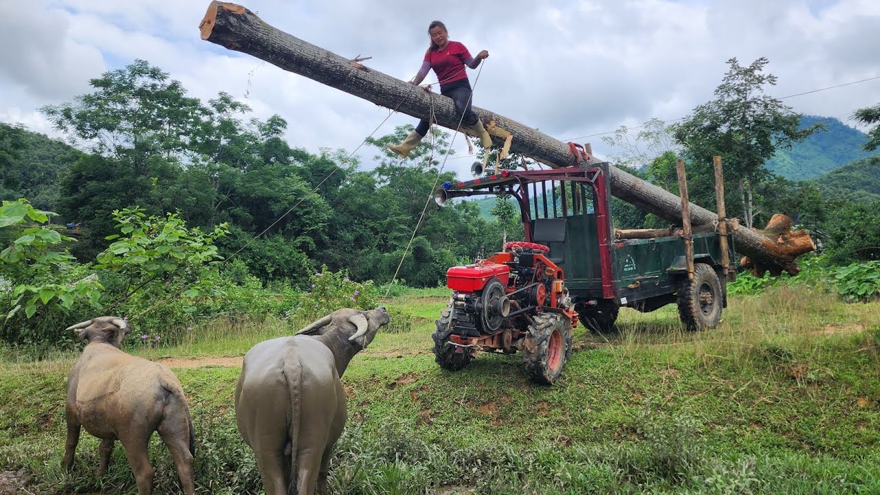 Agricultural vehicles transport timber, dig up stumps and cut down giant trees to transport home