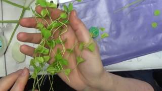 видео: маленькая зелень  из ХФ для букета от Риты картинка: маленькая зелень  из ХФ для букета от Риты