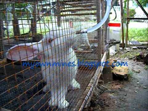 rabbit nipple water system