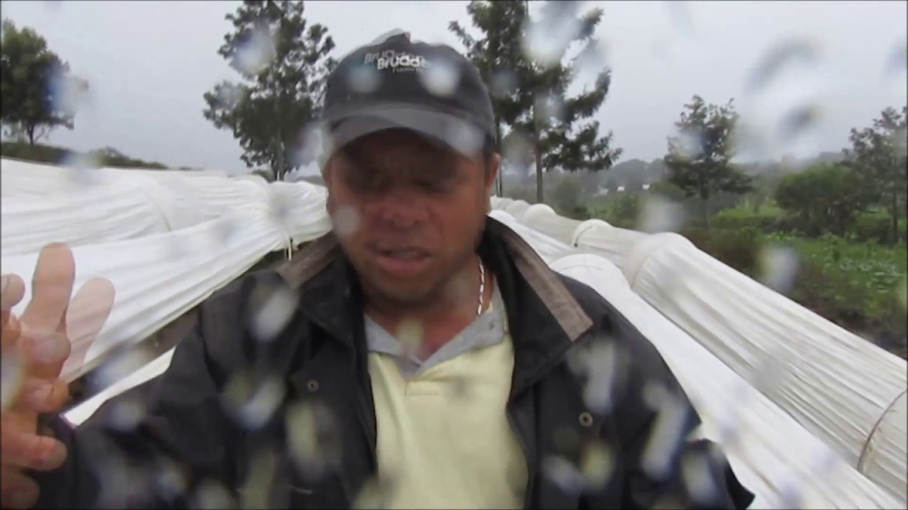 Técnicas do plantio de morango no solo – Barra da Estiva