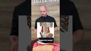 Массаж при боли в пояснице | Массаж квадратной мышцы поясницы