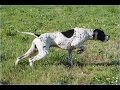 Sangre Montera 90 Campeonato San Huberto con perro de muestra y spaier II Prueba