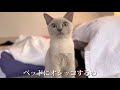 にくたらしいわーマジで