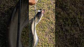 spoon fishing video || Cat Fish Catching Videos